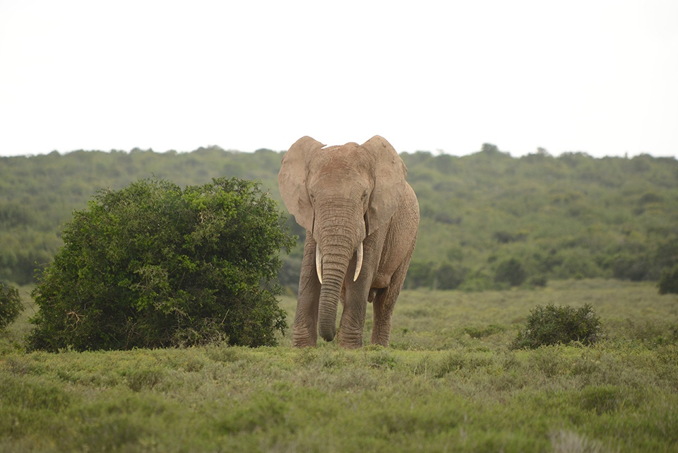 Elefantenbulle Suedafrika